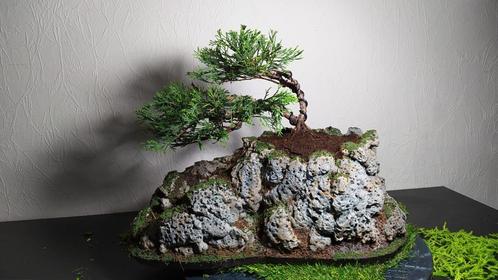 bonsai Juniperus sabina + pot fait main, Jardin & Terrasse, Plantes | Jardin, Enlèvement