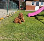 Poedel pups dwergpoedel, Dieren en Toebehoren, Honden | Chihuahua's en Gezelschapshonden, Poedel, 15 weken tot 1 jaar, Buitenland