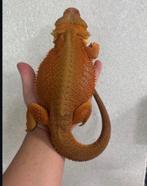 Monster witblits het hypo het trans, Amfibie, 0 tot 2 jaar