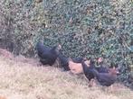 Kippen, Dieren en Toebehoren, Meerdere dieren, Kip