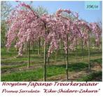JAPANSE TREUR-KERSELAARS ,  HOOGSTAM = 35€/STUK, Tuin en Terras, Ophalen, Lente, Treurboom, 250 tot 400 cm