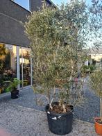 Olijfboom windscherm, Tuin en Terras, Planten | Tuinplanten, Ophalen
