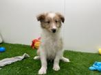 Shetland Sheepdog pups, Reu, 8 tot 15 weken, CDV (hondenziekte), Meerdere