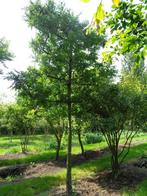 leiboom Quercus Cerris, Tuin en Terras, Ophalen, Bloeit niet, Leiboom, 400 cm of meer