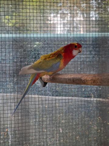 Man rosella 19 bewezen  beschikbaar voor biedingen