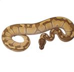 Ball python enchi lesser calico het albino, Dieren en Toebehoren