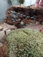 Isopods, Dieren en Toebehoren, Insecten en Spinnen, Overige soorten