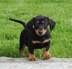 Teckel pup Black & tan korthaar, België, CDV (hondenziekte), 8 tot 15 weken, Korthaar