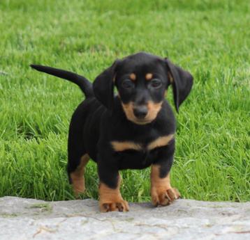 Teckel pup Black & tan korthaar  beschikbaar voor biedingen