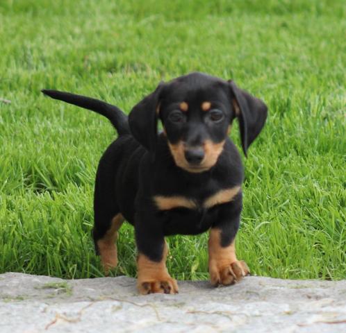 Teckel pup Black & tan korthaar, Dieren en Toebehoren, Honden | Teckels en Dashonden, Teef, Korthaar, Dwerg, Fokker | Professioneel