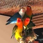 agapornis fischeri dwergpapegaai, Dieren en Toebehoren, Geslacht onbekend, Dwergpapegaai of Agapornis, Tam