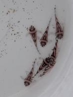 L046 / L46 Hypancistrus zebra 3-3,5cm, Dieren en Toebehoren, Vissen | Aquariumvissen