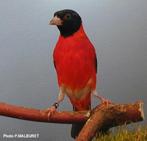 Je cherche un couple de tarin rouge du vénézuela, Animaux & Accessoires, Oiseaux | Oiseaux Autre