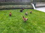 Araucana 4 jeunes poules est 2 jeunes coqs, Vrouwelijk, Kip