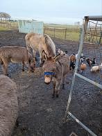 Ezeltje tekoop, Dieren en Toebehoren, Overige Dieren