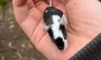 Handtam kleurmuisje, Animaux & Accessoires, Reptiles & Amphibiens, Autres espèces, Domestique, 0 à 2 ans