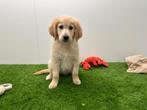 Chiots Golden Retriever