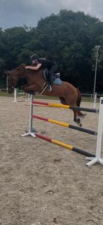 Springpaard, Merrie, Springpaard