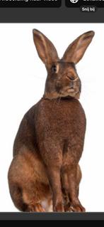 Belgische hazen, Plusieurs animaux, Grand, 0 à 2 ans