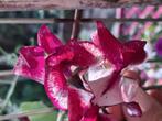 Biologische Lathyrus Ripple Mix Zaden, Ophalen of Verzenden