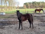 Zwarte volbloed arabier ruin, Dieren en Toebehoren, Paarden, Gechipt, Ruin, Zadelmak, 3 tot 6 jaar