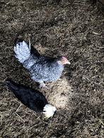 Mechelse koekoek, Dieren en Toebehoren, Pluimvee, Kip