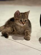 Britse korthaar kittens tabby, Dieren en Toebehoren, Katten en Kittens | Raskatten | Langhaar, Kater, Ontwormd