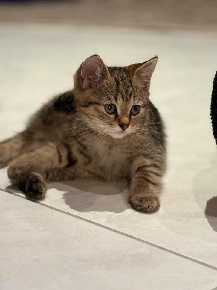 Britse korthaar kittens tabby, Dieren en Toebehoren, Katten en Kittens | Raskatten | Langhaar, Kater, Ontwormd