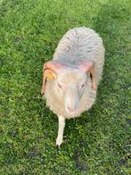 Ouessant ram, Dieren en Toebehoren, Schapen, Geiten en Varkens