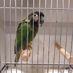 geelnek ara man uit 2012, Dieren en Toebehoren, Vogels | Parkieten en Papegaaien, Mannelijk, Papegaai, Geringd