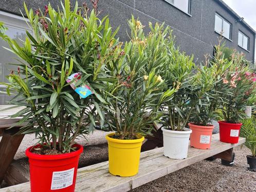 Nerium Oleander, Tuin en Terras, Planten | Tuinplanten, Ophalen
