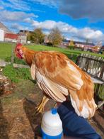 Amerikaanse leghorn kriel haan, Dieren en Toebehoren, Pluimvee