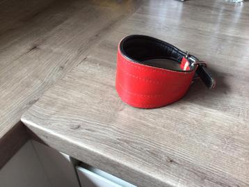 Rode halsband windhond(Galgo) beschikbaar voor biedingen