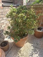Struikkamperfoelie, Tuin en Terras, Planten | Tuinplanten, Ophalen