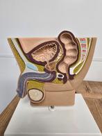 Anatomisch model mannelijk orgaan, Verzamelen, Ophalen of Verzenden, Zo goed als nieuw