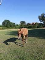 Paard zoek ruiter