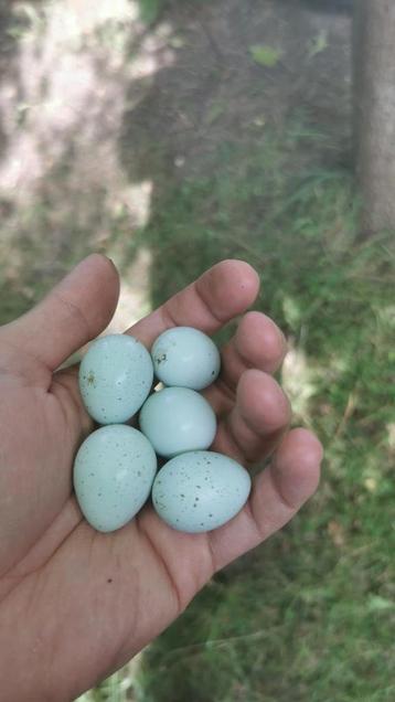 Celadon Japanse kwartel broedeieren  beschikbaar voor biedingen
