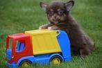 Chihuahua pups mooi klein blijvend keuze uit 13 pups, Dieren en Toebehoren, Honden | Chihuahua's en Gezelschapshonden, België