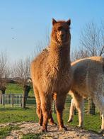 Alpaca hengst, Dieren en Toebehoren, Overige Dieren