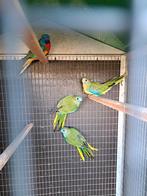 Kweekkoppel splendid 2023+jong koppel 2025-2 koppels 70 euro, Dieren en Toebehoren, Vogels | Parkieten en Papegaaien