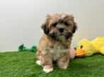 Nestjes Lhasa Apso pups, Dieren en Toebehoren, Honden | Chihuahua's en Gezelschapshonden, België, Overige rassen, CDV (hondenziekte)