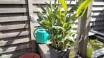Hedychium coronarium, Ophalen, Zomer, In pot