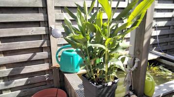 Hedychium coronarium  beschikbaar voor biedingen