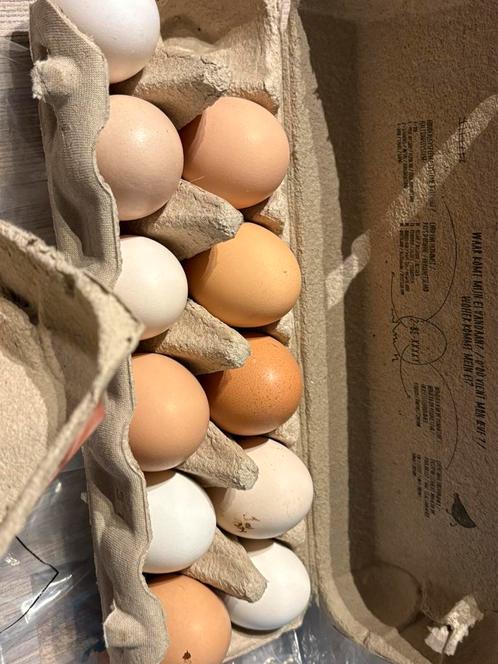 Eieren te koop, Dieren en Toebehoren, Pluimvee, Kip