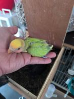 Handtamme dwergpapegaai agapornis lovebird, Dieren en Toebehoren