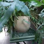 Blauwvaren in cache-pot, Huis en Inrichting, Ophalen, 100 tot 150 cm, Overige soorten, Halfschaduw