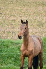 Poulain, Animaux & Accessoires, Chevaux, M