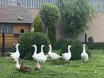 Ganzen 2025, Dieren en Toebehoren, Pluimvee, Meerdere dieren, Gans of Zwaan