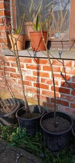 vijgenbomen 1 meter hoog, Tuin en Terras, Ophalen, Zomer, Overige soorten, 100 tot 250 cm