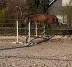 Zeer lieve 3 jarige Zangersheide springmerrie, Dieren en Toebehoren, Paarden, Onbeleerd